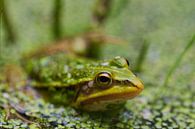 Groene kikker kijkt je leuk aan van Natuurpracht   Kees Doornenbal thumbnail