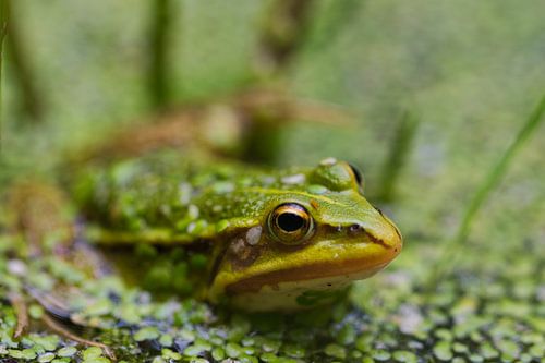 Grüner Frosch schaut dich komisch an