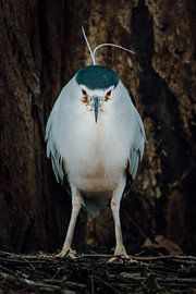 Der Strenge Blick eines Nachtreihers