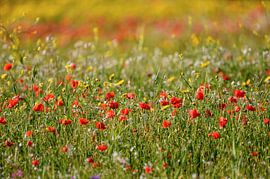 Feld der Mohnblumen und anderer Wildflowers im Frühjahr von Gea Gaetani d'Aragona