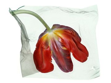 Schwebende Blume Tulpe hinten von Anjo Kan