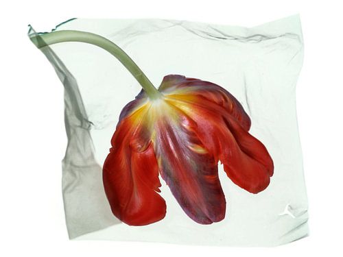 Floating flower Tulip back