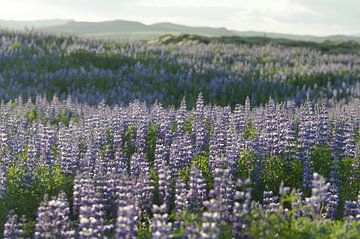 Icelandic Lupines van mathis_vdm