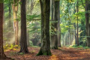 Der alte Wald