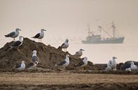 Seagulls with fishingboat by Dick van Duijn thumbnail