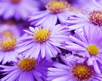 Purple Glow