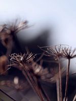 Gedroogde bloemen in de winter