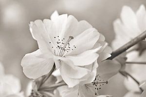 Japanische Kirschblüte