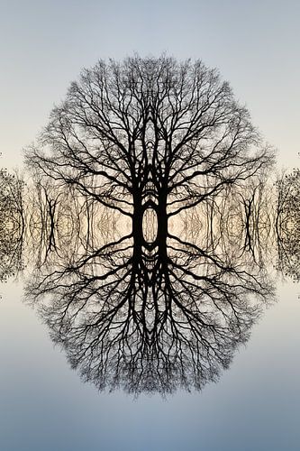 Spiegelung eines Baumes 3