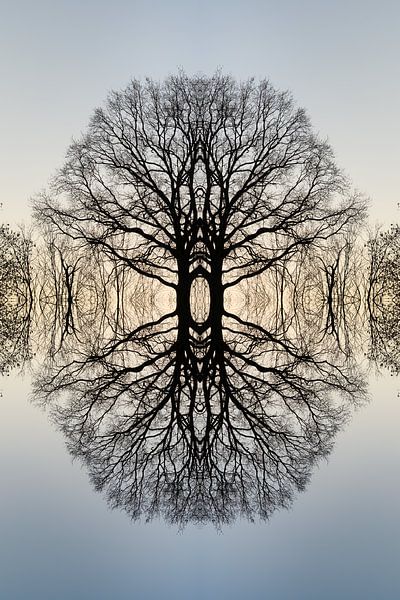 Reflection of a tree 3 by Adriana Müller
