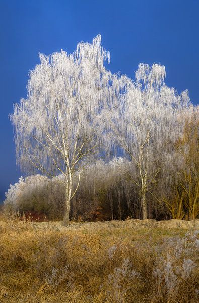 Briken covered in hoarfrost by ManfredFotos