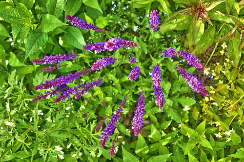 Loosestrife and greenery