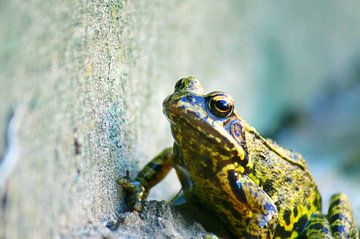 La grenouille sur Niek Traas