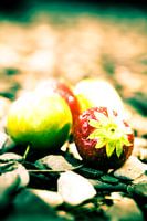 Fruit III