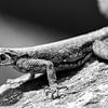 Salamander van Gerwin Hoogsteen