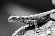 Salamander van Gerwin Hoogsteen thumbnail