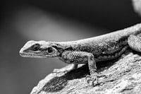 Salamander