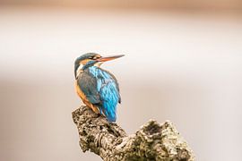 Eisvogel, Alcedo atthis. Frau