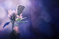 Faith by Bob Daalder thumbnail