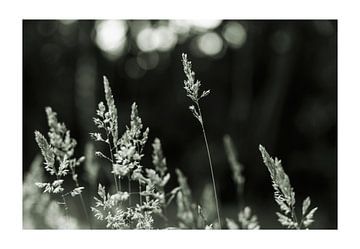 Triptychon 'Gras im Gegenlicht', ausgeführt in der '828-Farbtechnik von Hans de Waay