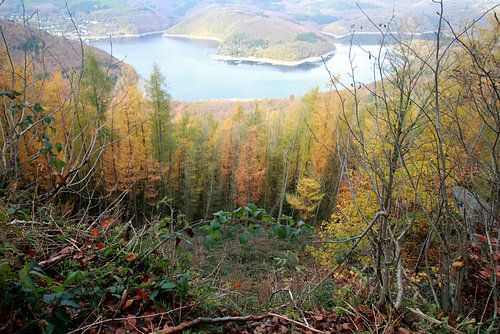 Kleurrijk beeld van de herfst bomen in natuurpark de Eifel