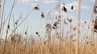 Reed