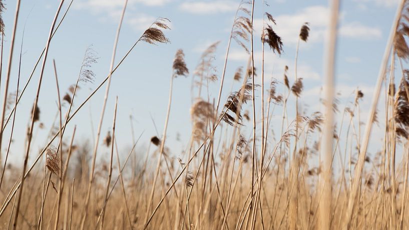 Reed by Michelle Hovius