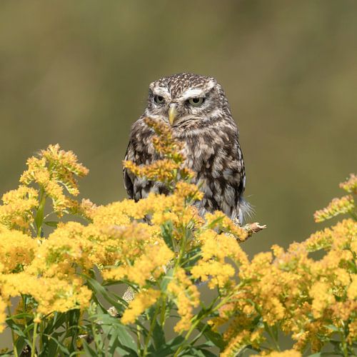 Hibou sur Marian van der Kallen Fotografie