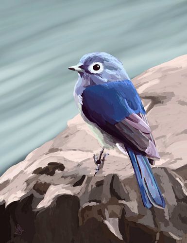 Blue bird on a rock