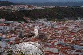 Nazaré in Portugal by Eddy Westdijk