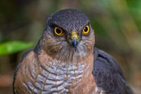 Sperwer Close-up