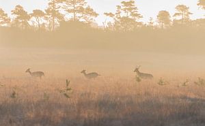 Hirsch in der Morgensonne