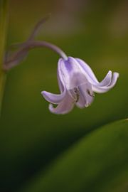 Flower of the Wood hyacinth by Marga Vroom