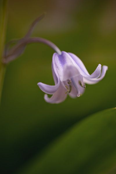 Blume der Waldhyazinthe von Marga Vroom