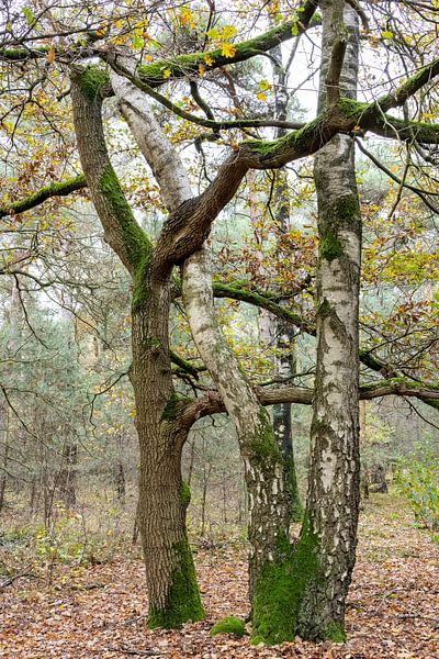Embracing trees by Betty van Engelen