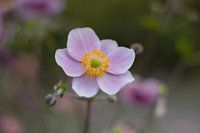 Fliederblüte mit gelbem Herz
