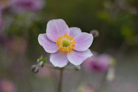 Lilac flower with yellow heart by Anke Winters