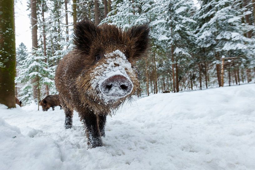 Le sanglier en hiver par Dieter Meyrl