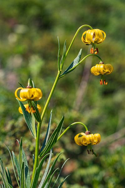 Yellow Pyrenean lily by Martijn Joosse