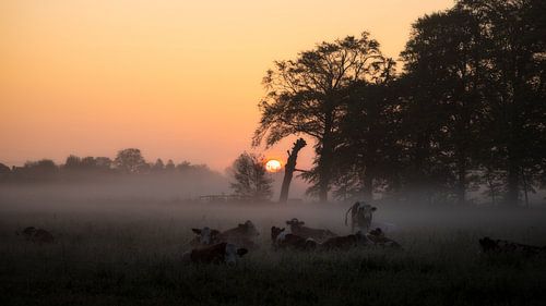 Een serene zonsopkomst van Richard Nell