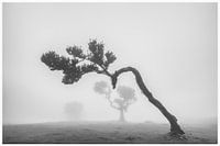 Fanal Forest in the mist
