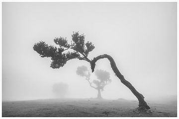 Fanal Forest in the mist van Ton van den Boogaard