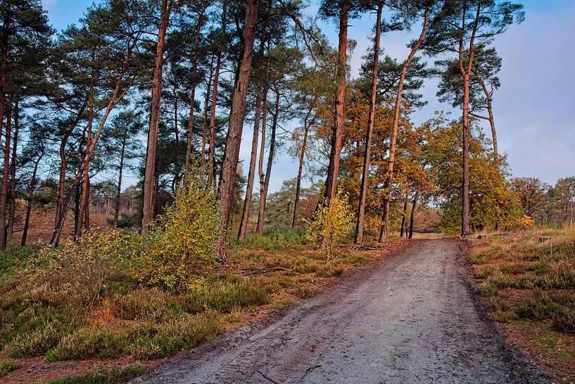 Autumn @ Brunssummerheide by Rob Boon