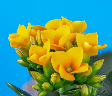 Yellow Kalanchoe flower by ManfredFotos