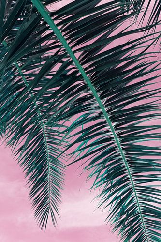 In de schaduw van de dadelpalm, bladeren en roze lucht