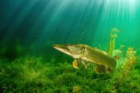 Snoek in zonnestralen