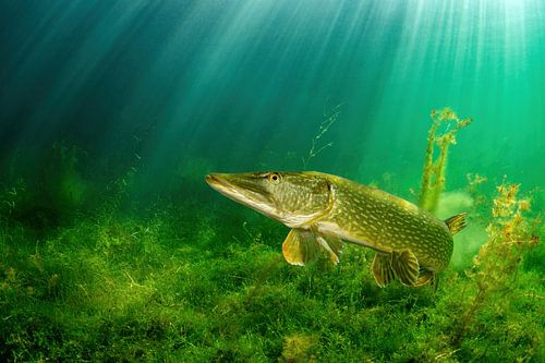 Brochet au soleil sur Filip Staes