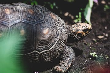 Schildpad op donkere grond van Ronne Vinkx