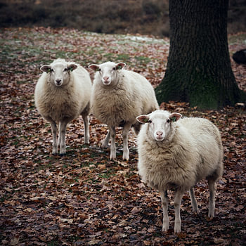 Schafe zählen