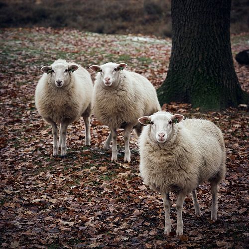 Counting sheep by Marloes van Pareren